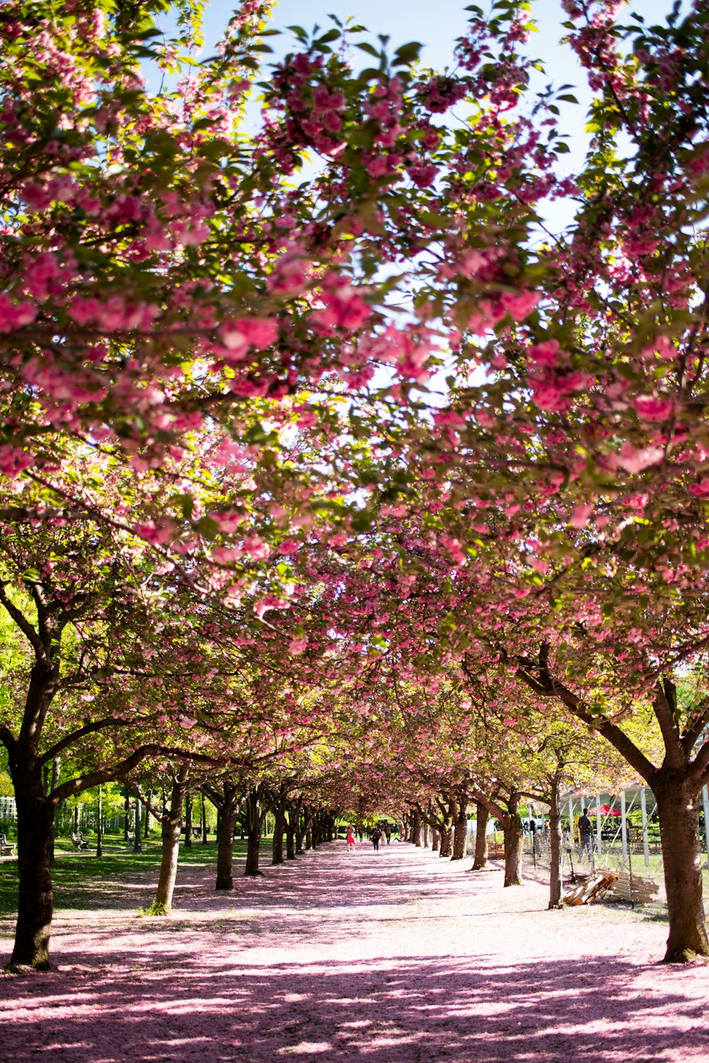 Sentiero tra l'albero fiorito rosa