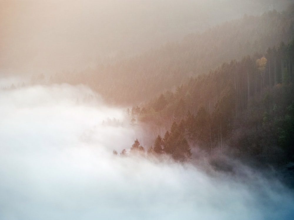 trees on mountain covered with fogs