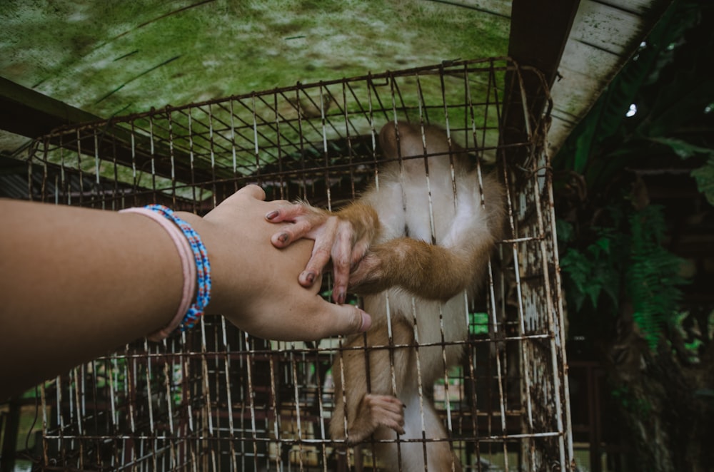 person holding monkey