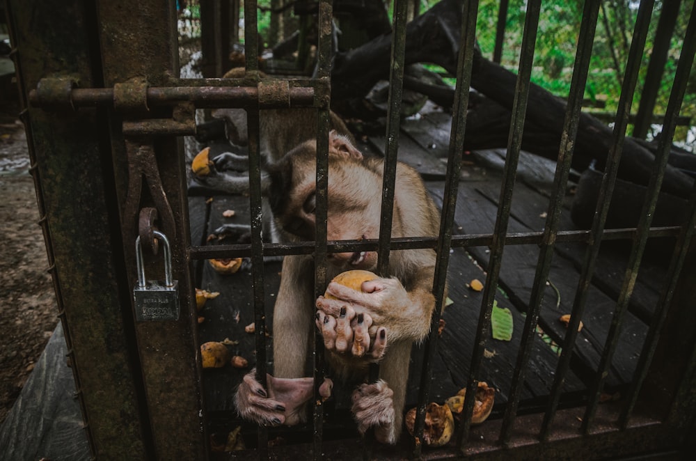 monkey inside metal cage during daytime