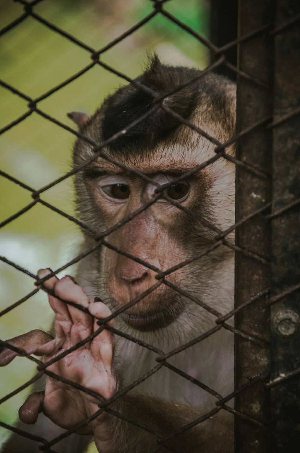 shallow focus photo of gray and brown monkey