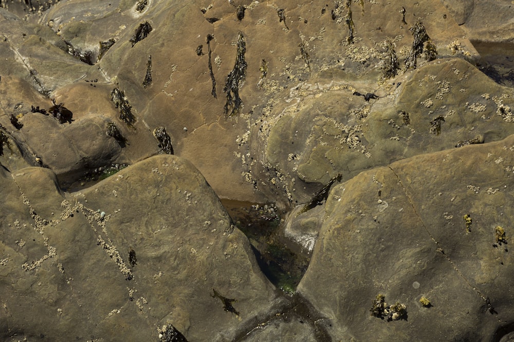 closeup photo of brown rock