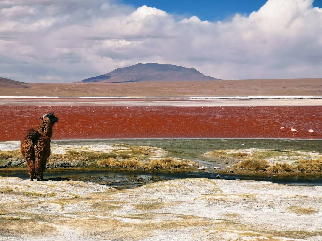 Plain photo spot Sur LÃ­pez Bolivia