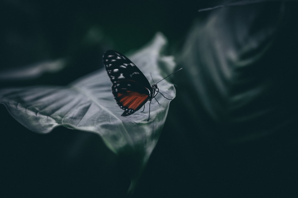 butterfly sits on leaf