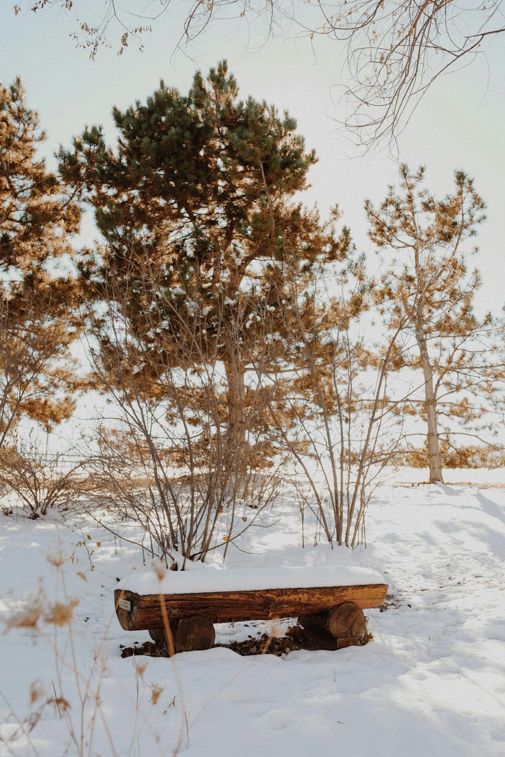 brown wooden bench beside tree