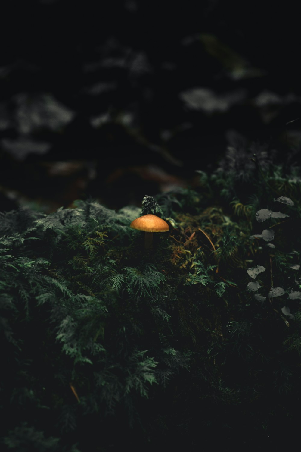 mushroom on green moss