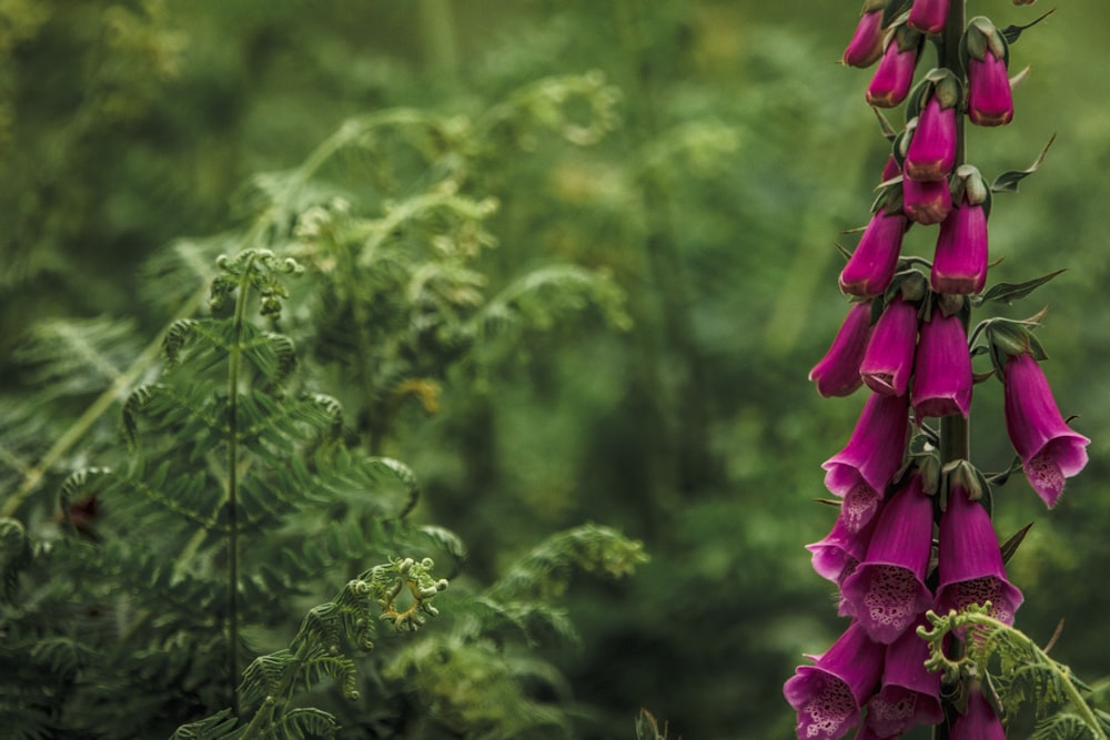 view of purple bell flowers