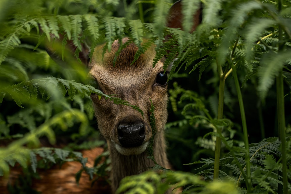 brown deer hiding on green fern plant