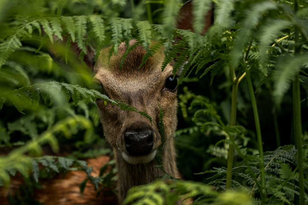 cervo bruno che si nasconde su una pianta di felce verde