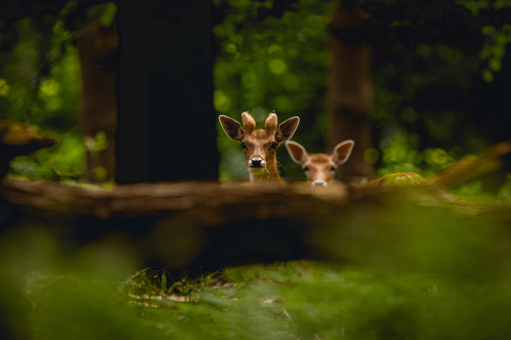 selective focus photography of brown deers