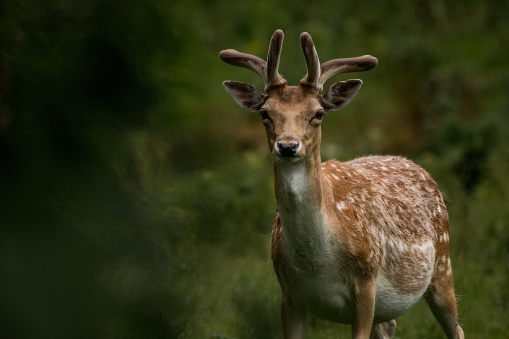 brown deer