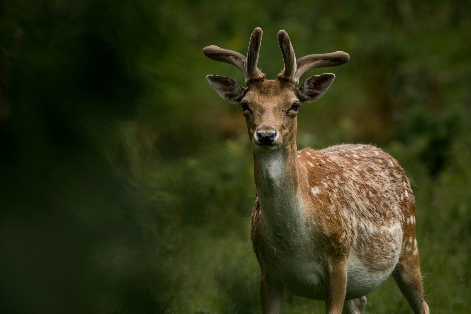 Canon EOS 7D Mark II + Sigma 150-600mm F5-6.3 DG OS HSM | C sample photo. Brown deer photography