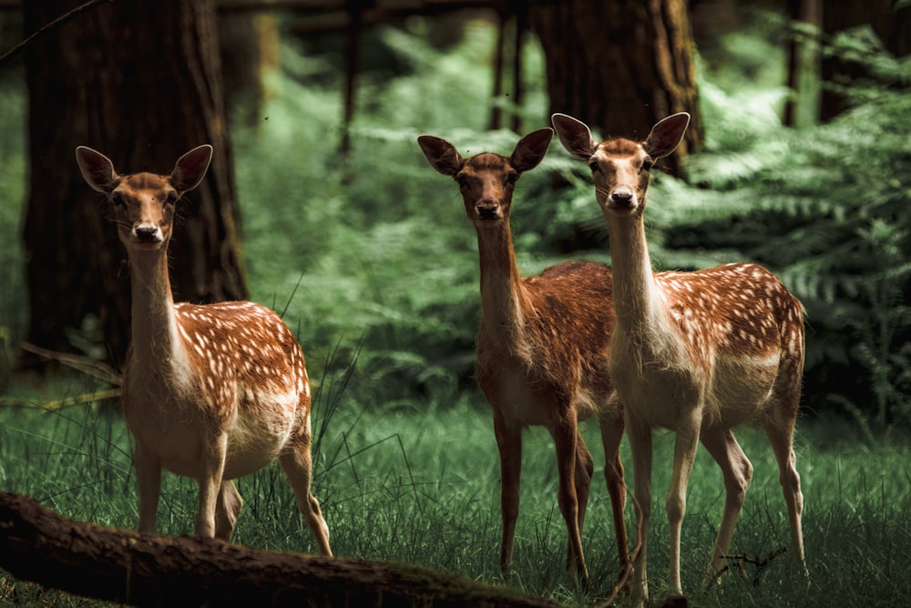 three brown deer standing on grass field