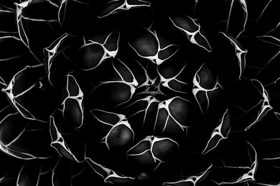 black cluster flower wallpaper