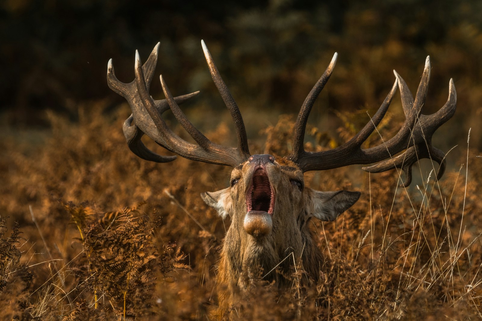 Sigma 150-600mm F5-6.3 DG OS HSM | C sample photo. Brown deer on forest photography