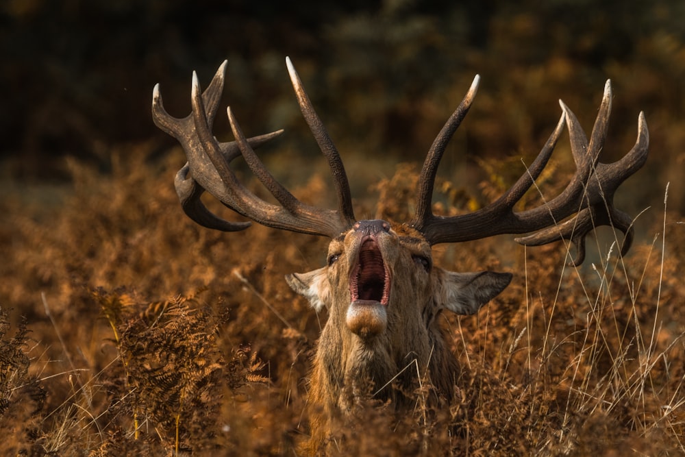 brown deer on forest