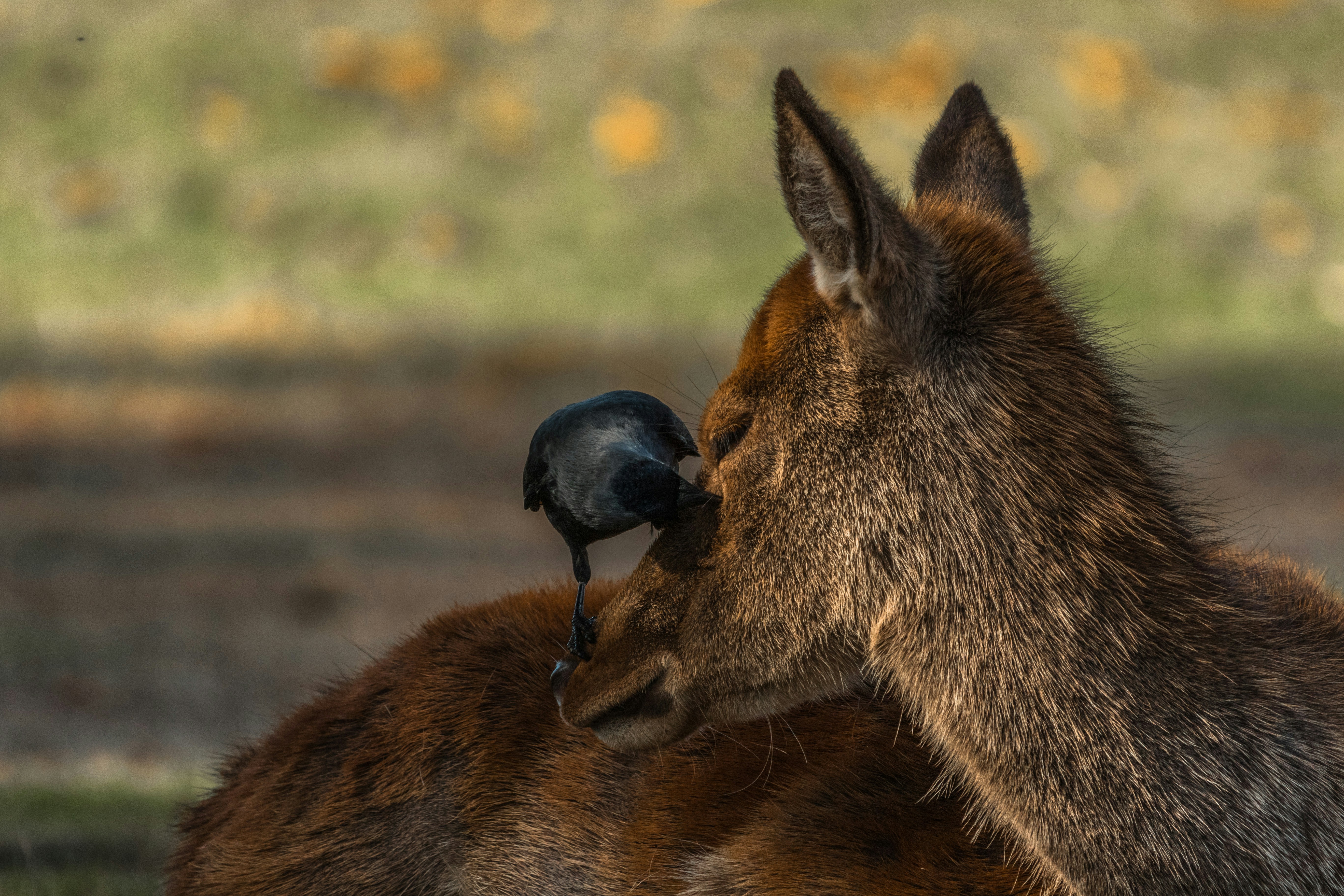 6 DSLR Camera Gear Reviews That Test Autofocus for Wildlife