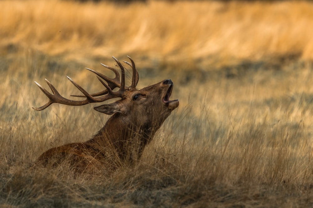 selective focus photo brown deer