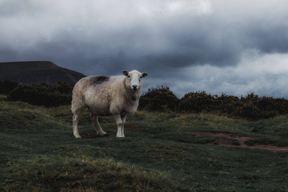 white sheep under nimbus clouds