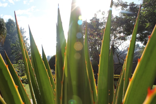 Close-up of a vibrant agave attenuata with soft sunlight highlighting its curved leaves.
