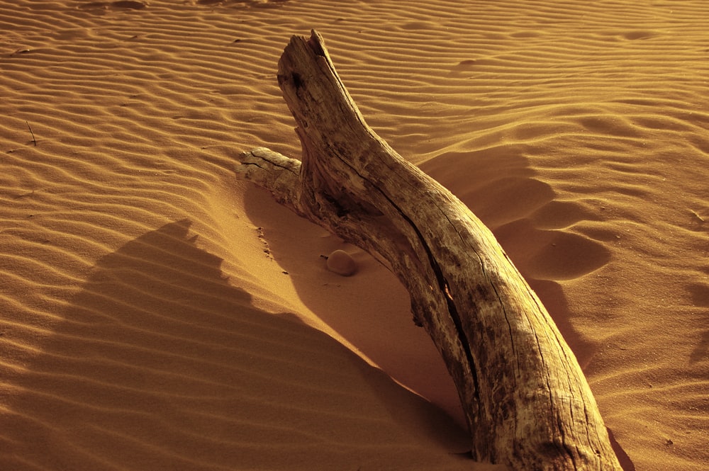 brown log on dessert sand