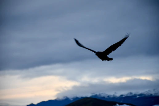A serene dove soaring over a peaceful sunrise landscape symbolizing hope and faith.