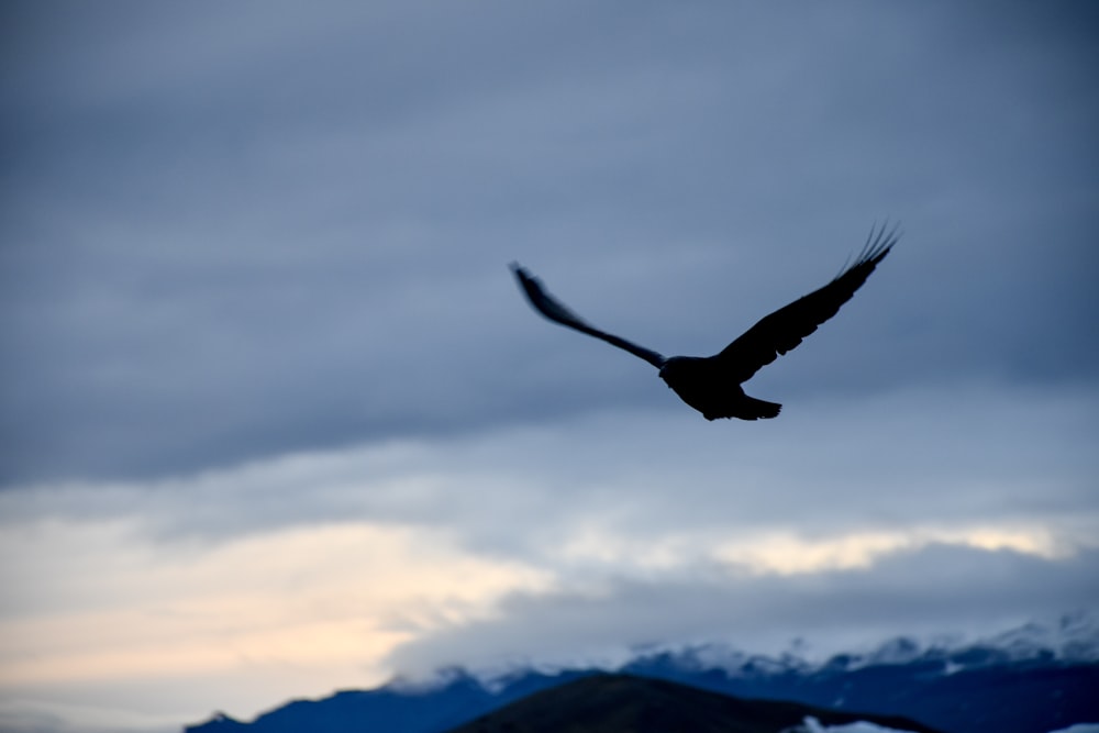 silhouette of birds of prey during golden hour