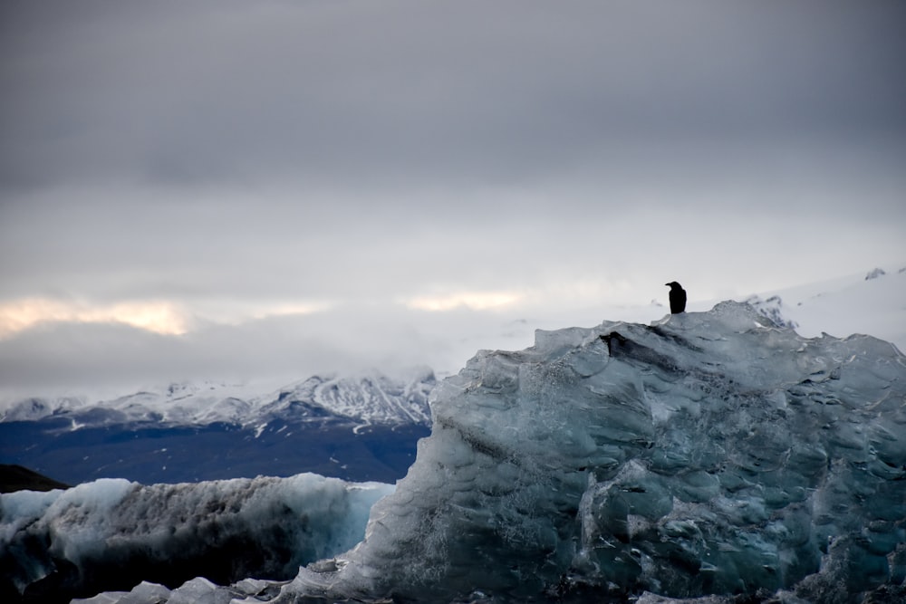 bird sitting on mountain covered by snow