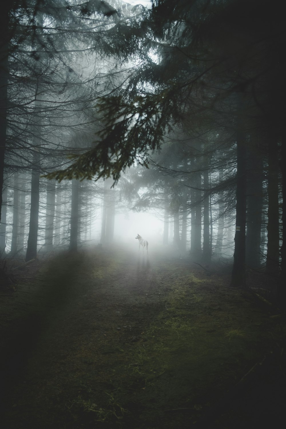 dogs in middle of tall trees during foggy weather