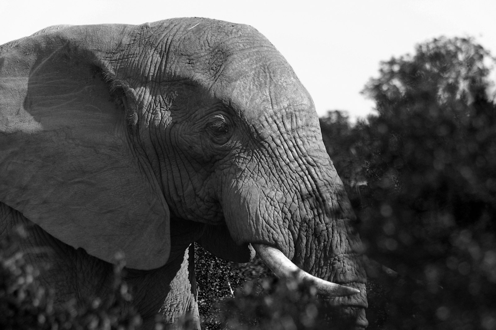 Pentax K100D sample photo. Grayscale photography of elephant photography