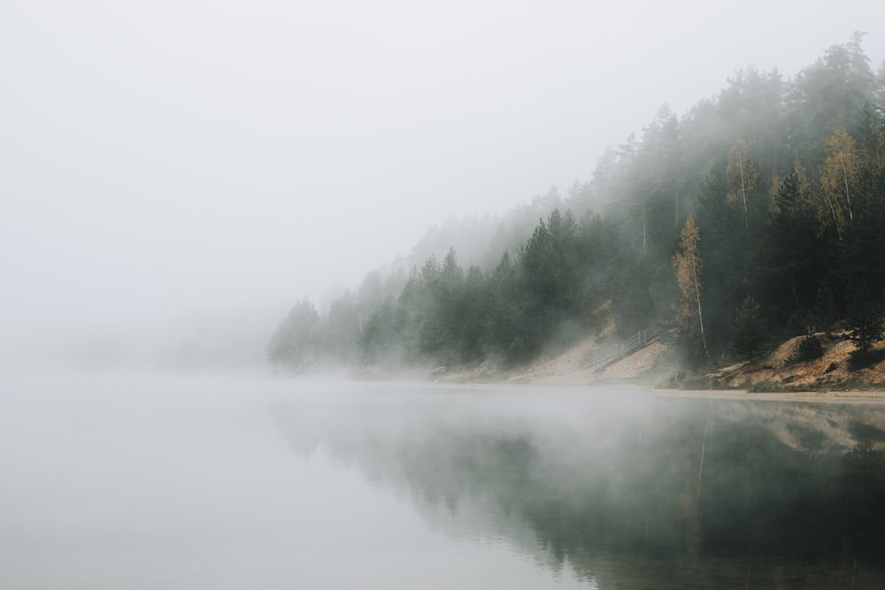 body of water near green trees