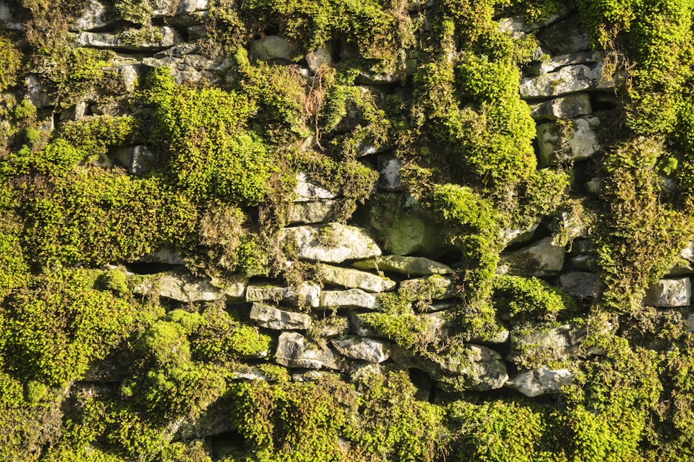 green trees and rock formation