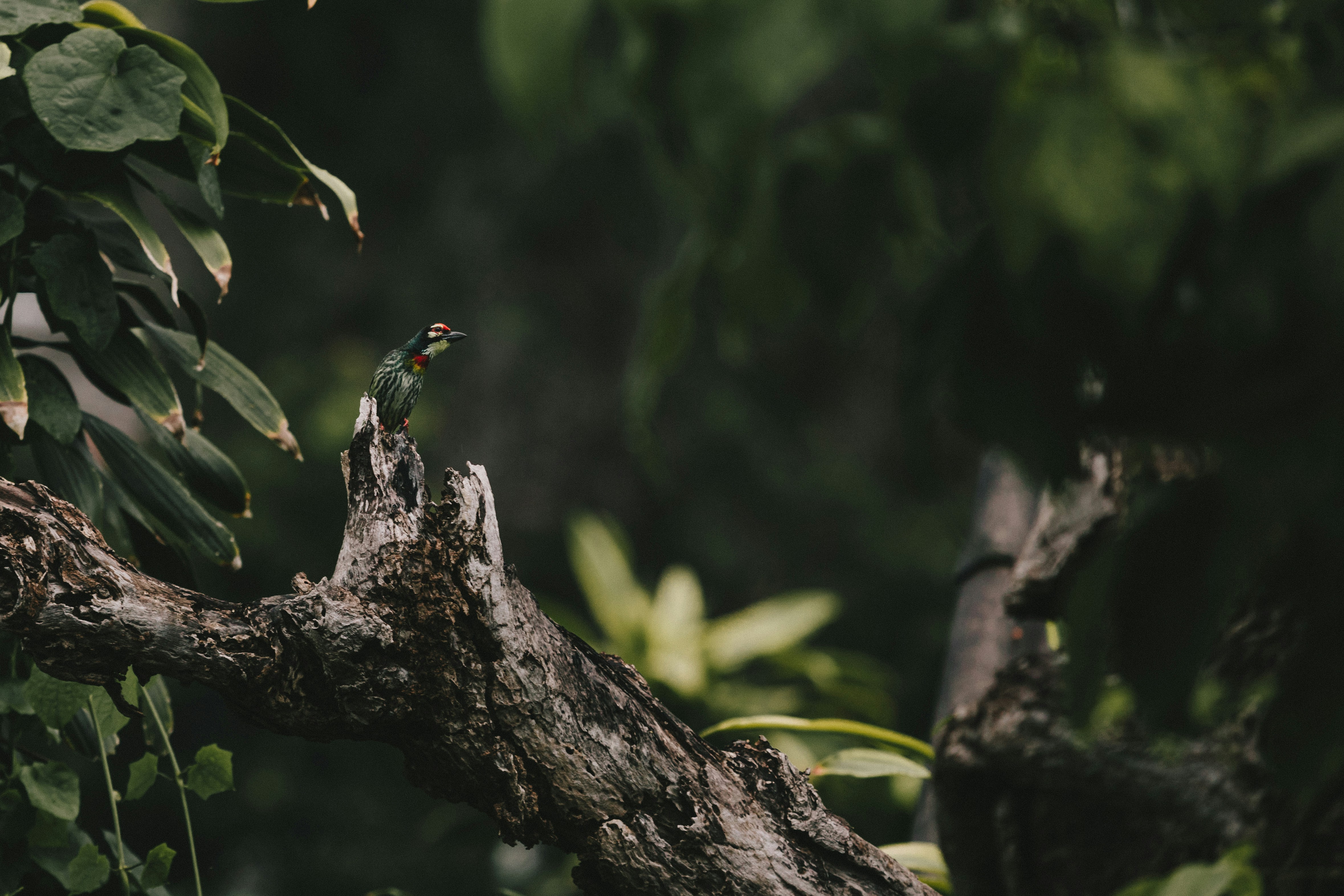 Close-up of a colorful bird perched on a branch in a protected natural reserve