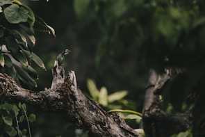 Close-up of a colorful bird perched on a branch in the Vale das Trilhas area