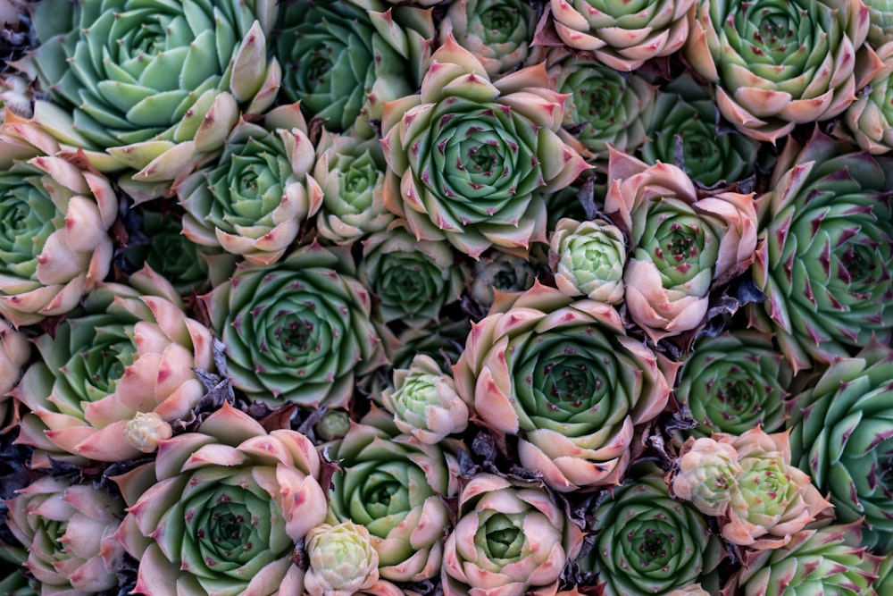 green-and-pink succulent plant