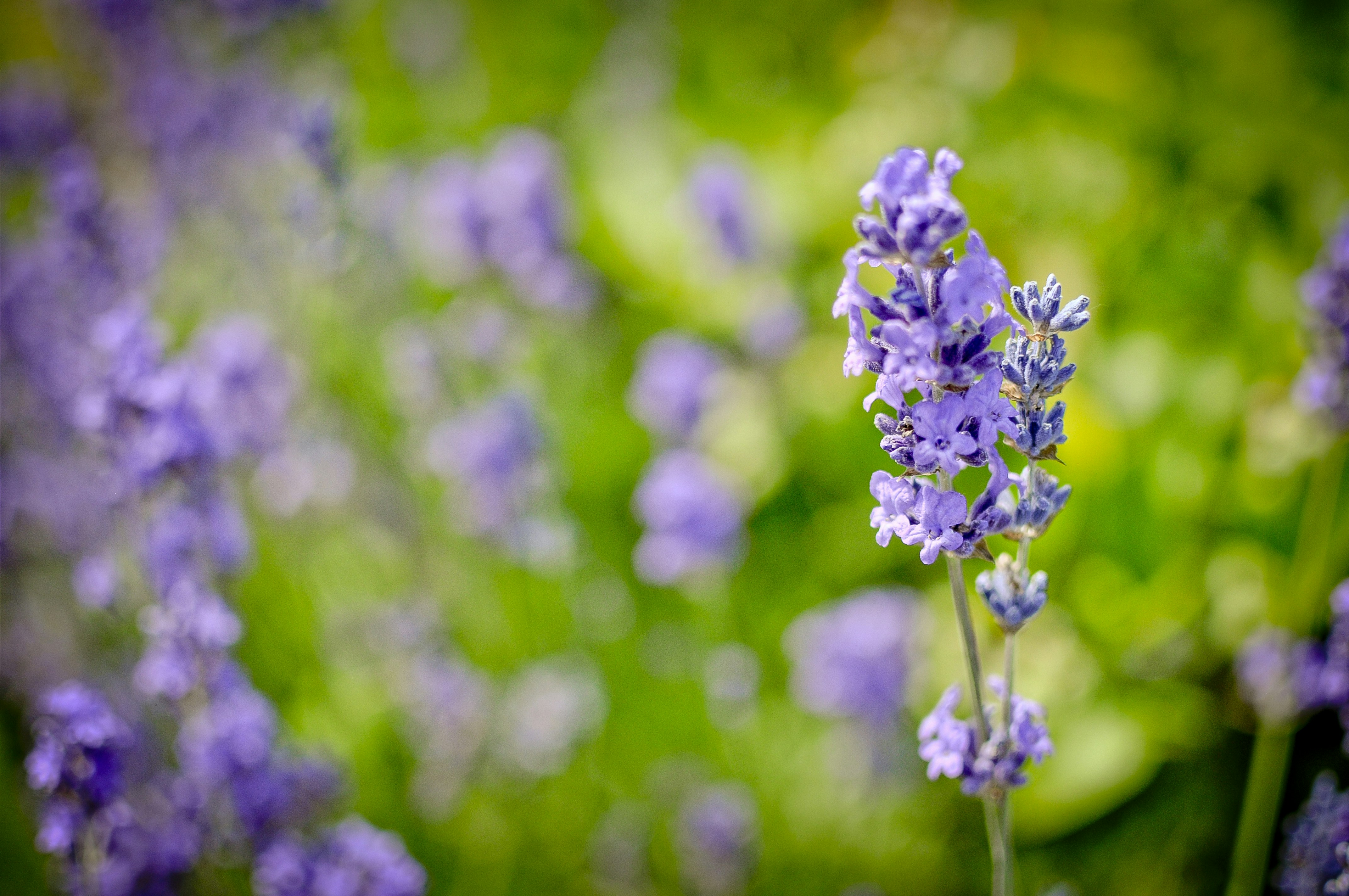 Ramo de lavanda