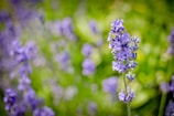 Close-up of soft lavender flowers resting on a cozy blanket.
