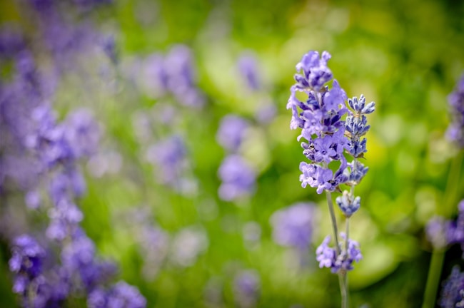 Close-up of soft lavender flowers resting on a cozy blanket.