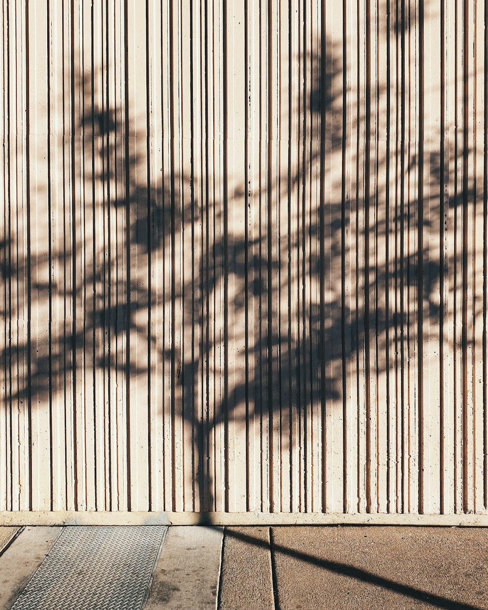 reflection of tree on wall