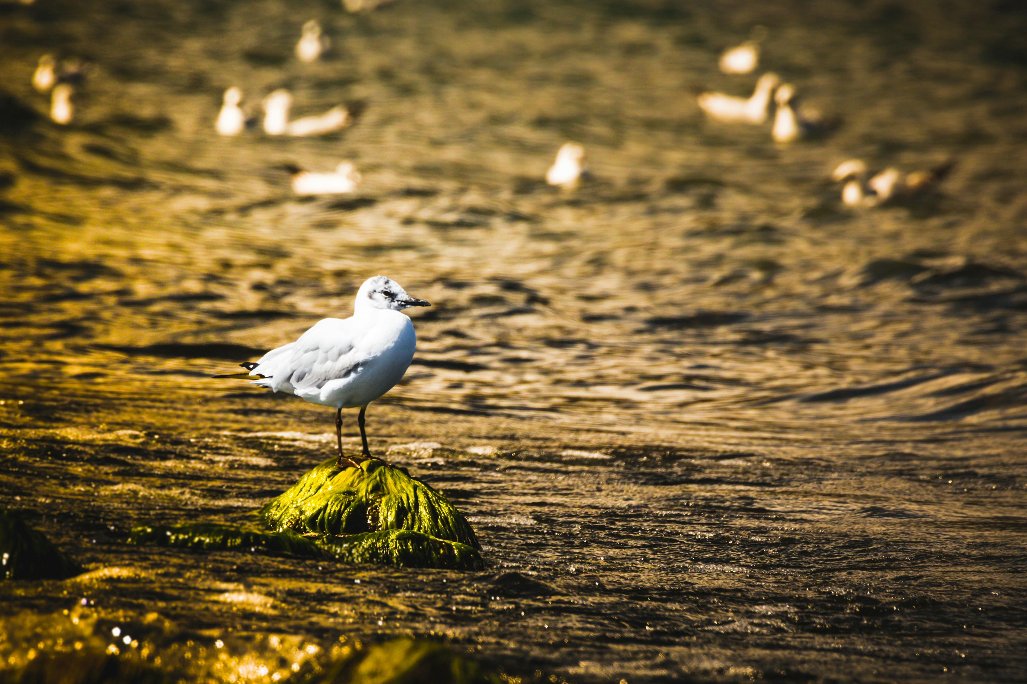 Photo by iguanaphoto