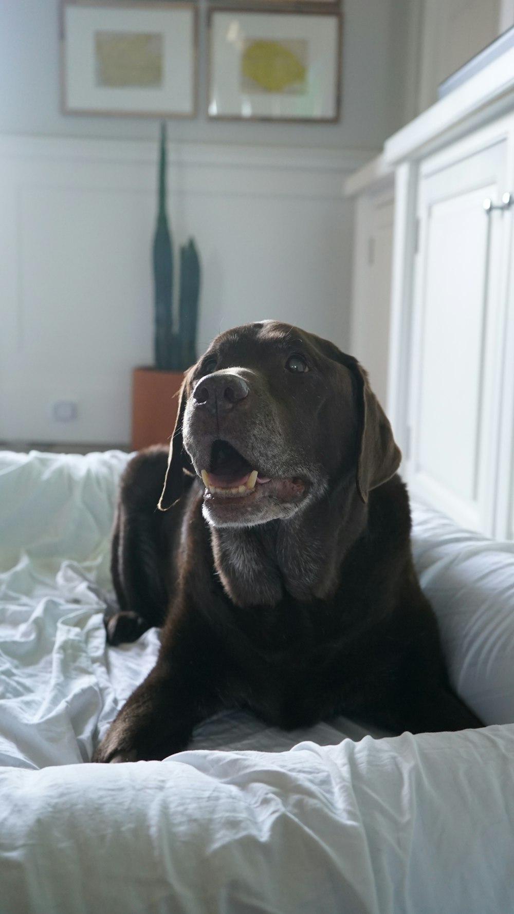 black dog sofa inside living room