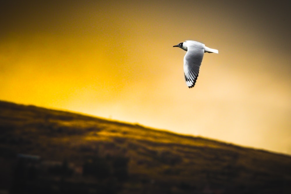 white bird flying during daytime