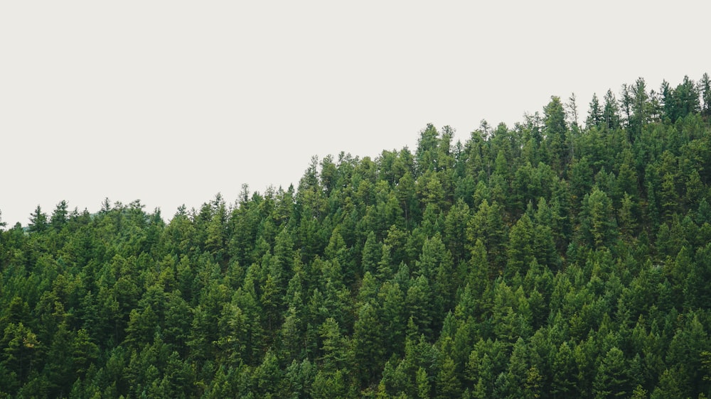 trees during cloudless sky