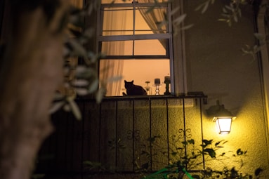 A cozy living room scene with a cat sitting peacefully on a windowsill.