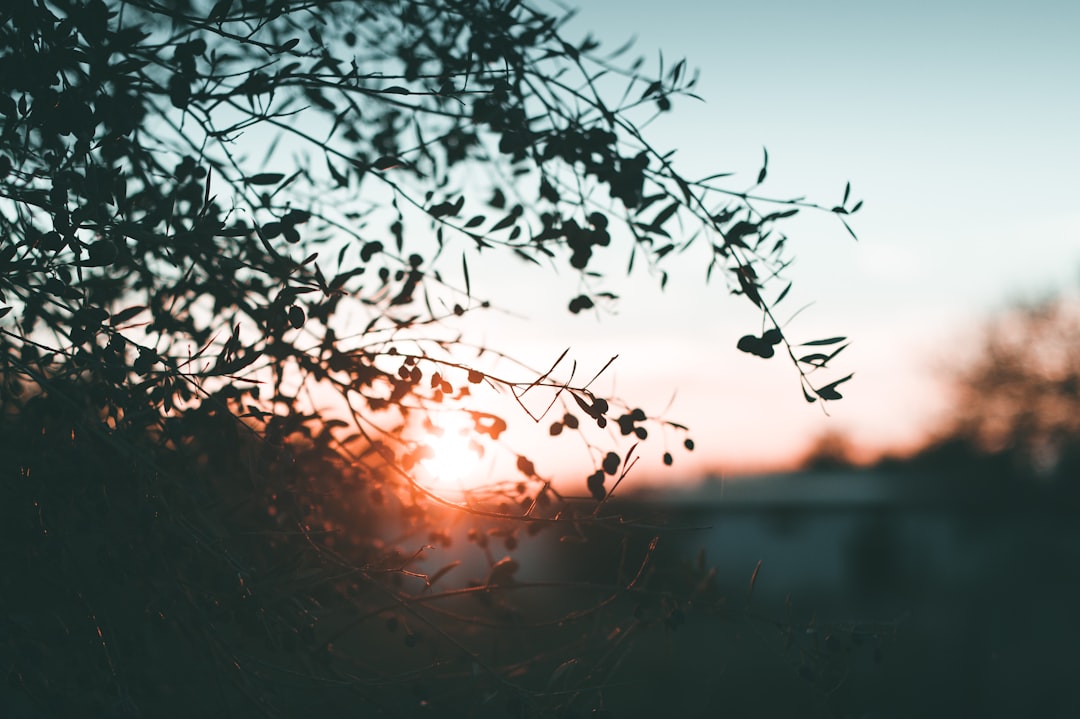 silhouette of trees outdoor