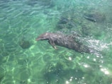 A close-up of a dolphin surfacing with water droplets sparkling in the morning light