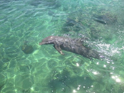 A close-up of a dolphin surfacing with water droplets sparkling in the morning light