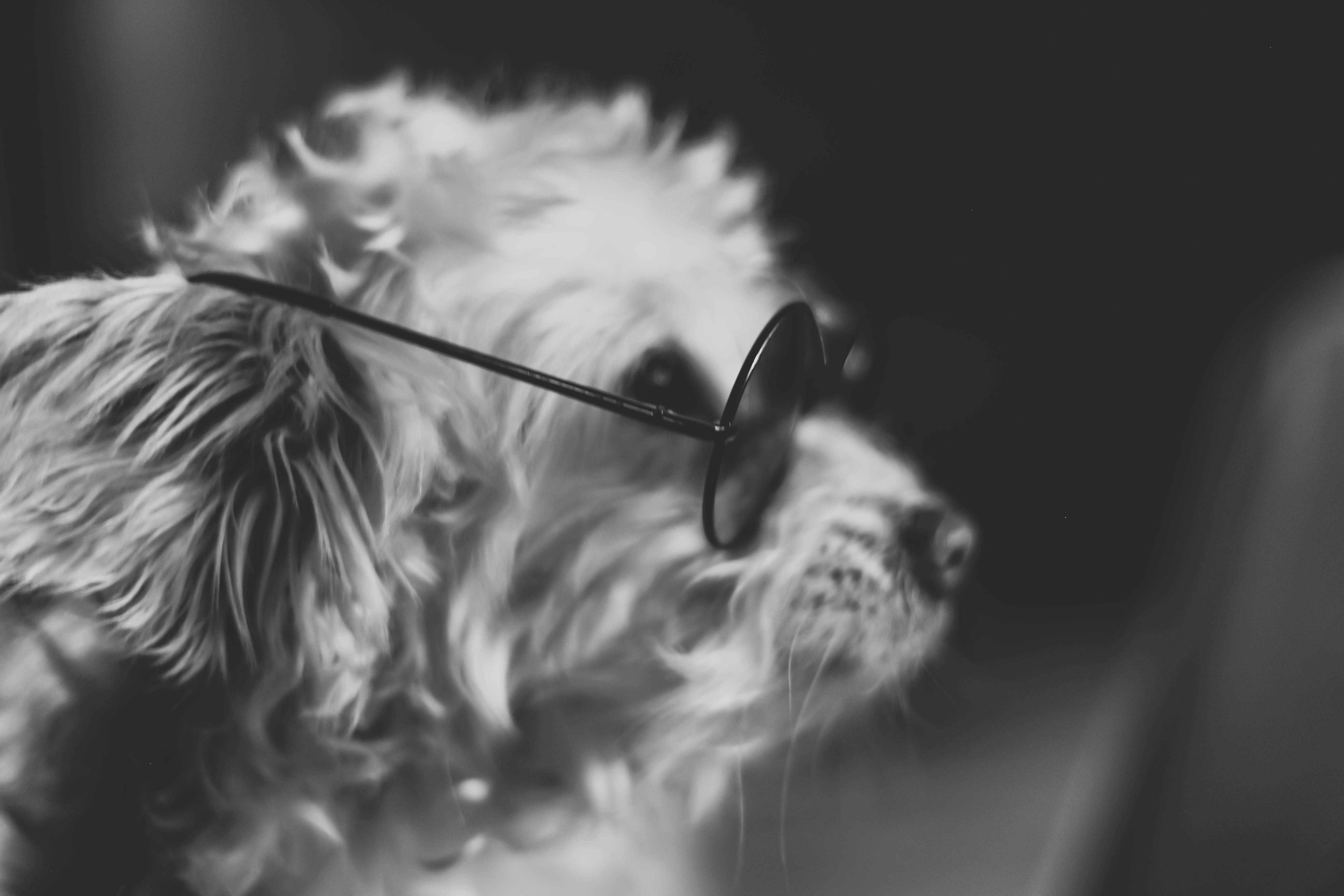 photo-1544142092-9c5da16c05b8?ixid=M3wxMjA3fDB8MXxzZWFyY2h8N3x8bGlvbjd0aHxlbnwwfHx8fDE3NjEyODAxNTR8MA\u0026ixlib=rb-4.1.0