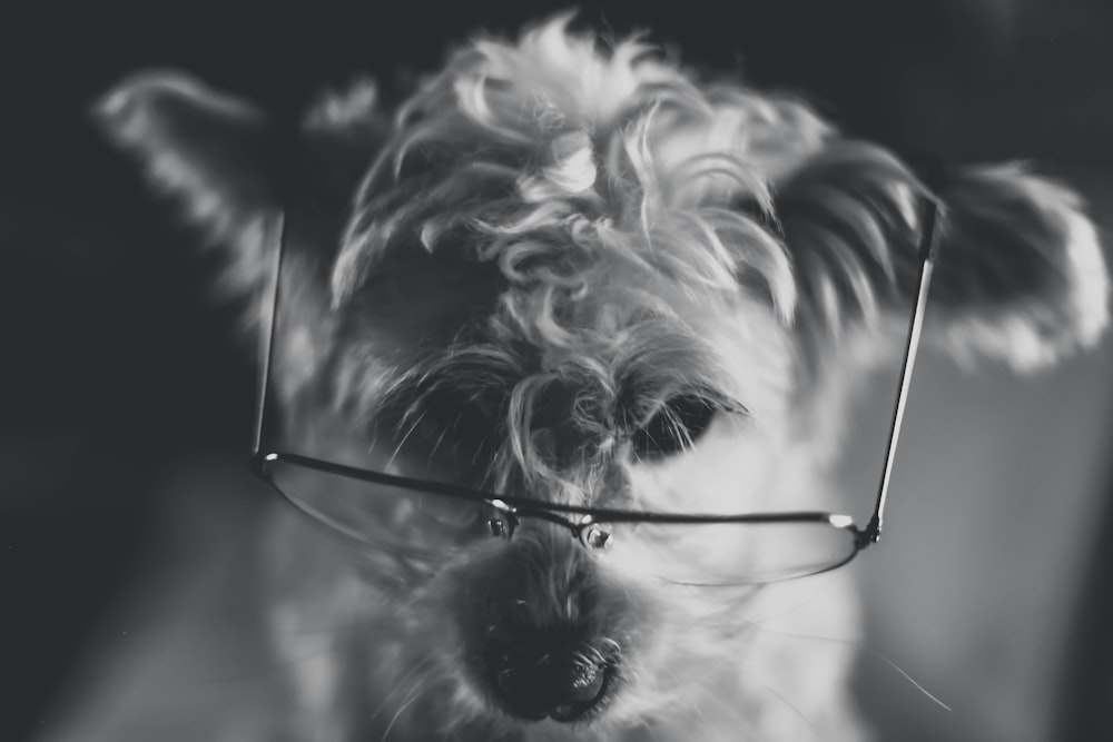 curly coated dog wearing eyeglasses