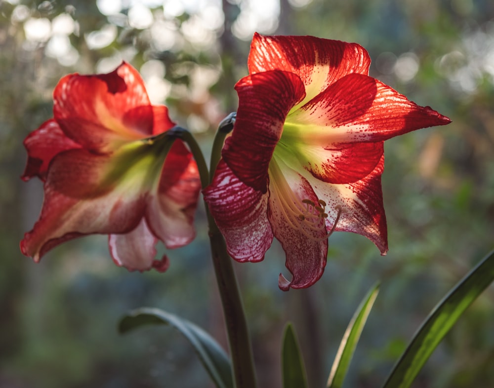 two red lily flowers